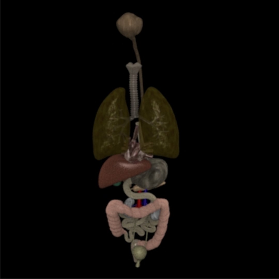 3dsmax chimpanzee skeleton organs https://p.turbosquid.com/ts-thumb/JW/vlAdRY/Dx3JK7Kq/organs1/jpg/1158792957/1920x1080/fit_q87/9e8756b5896a612568b747f4268c5a0c0775e3c0/organs1.jpg