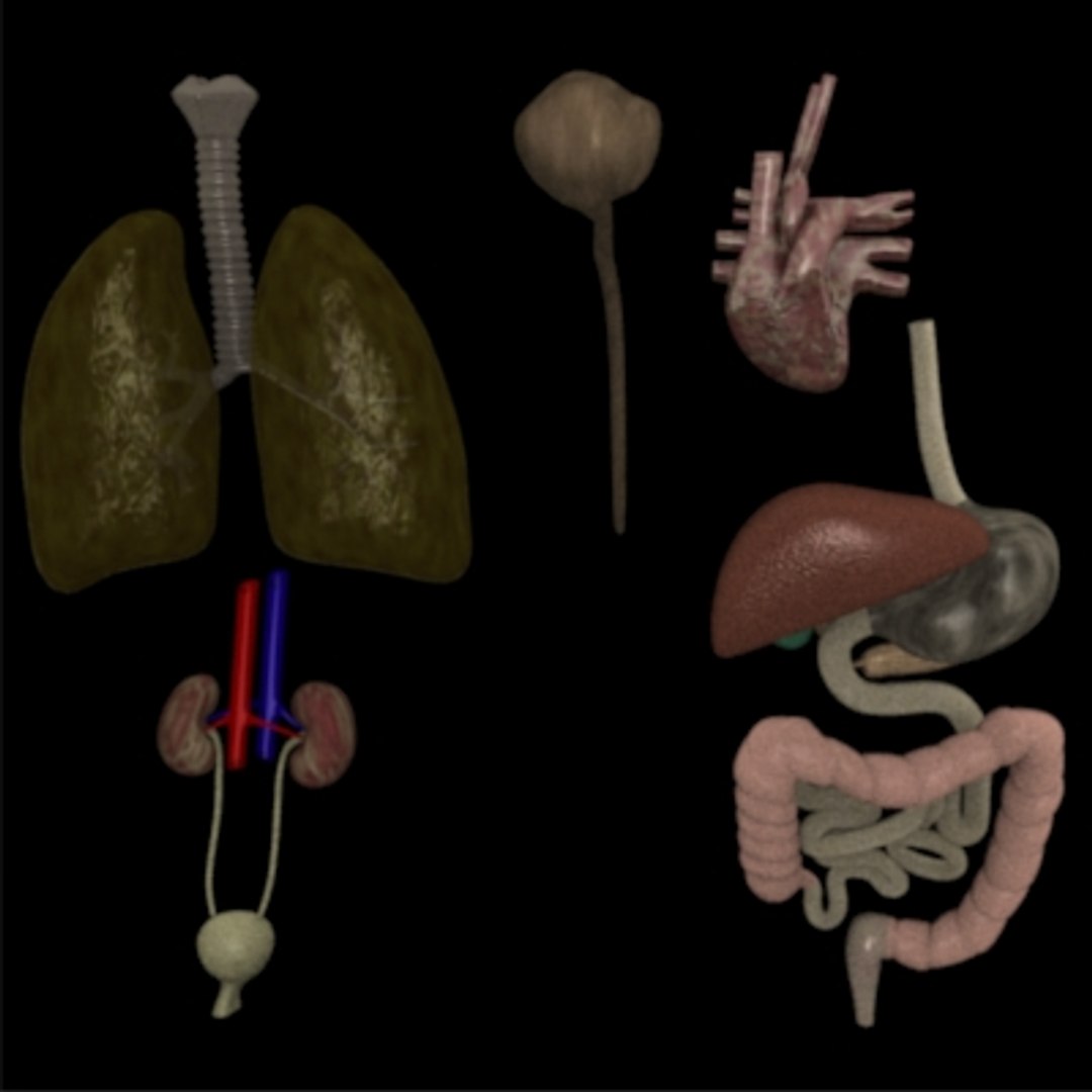 3dsmax chimpanzee skeleton organs https://p.turbosquid.com/ts-thumb/JW/vlAdRY/JydwhW28/organs2/jpg/1158792964/1920x1080/fit_q87/5c384a09acd522763cdf317f8d7140c90f950b46/organs2.jpg