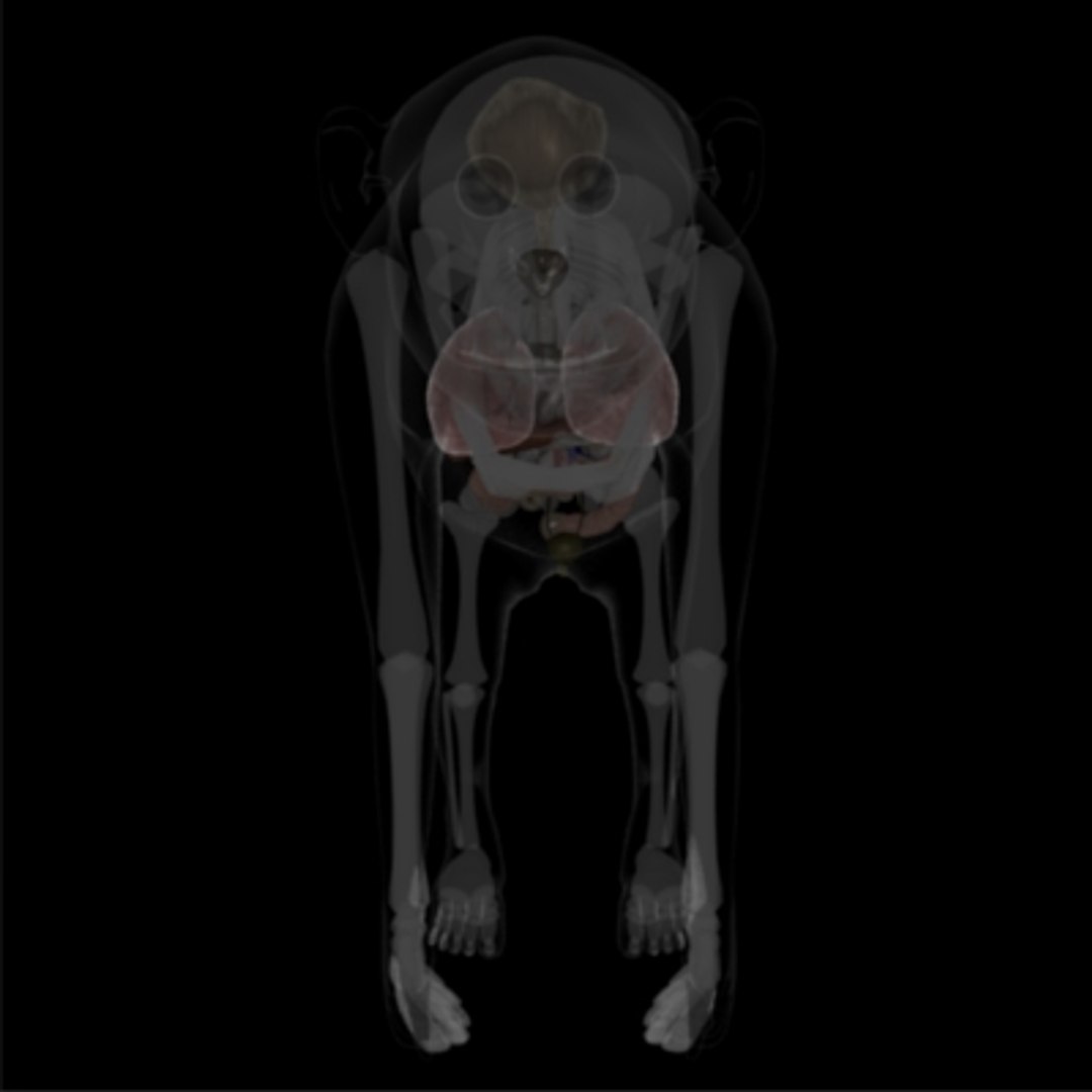3dsmax chimpanzee skeleton organs https://p.turbosquid.com/ts-thumb/JW/vlAdRY/LndQnhQl/organsy/jpg/1158792974/1920x1080/fit_q87/92a52fdb87cc06178842b12c2c3c6df61fa483aa/organsy.jpg