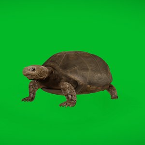 Asian Forest Tortoise