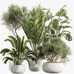 AV Indoor Plants Set 471 Chemlali Olive and Giant Monstera and Cyara Areca Palm and Ravenala Banana 3D model