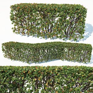 hedge cotoneaster 3D model