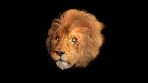 Lion head