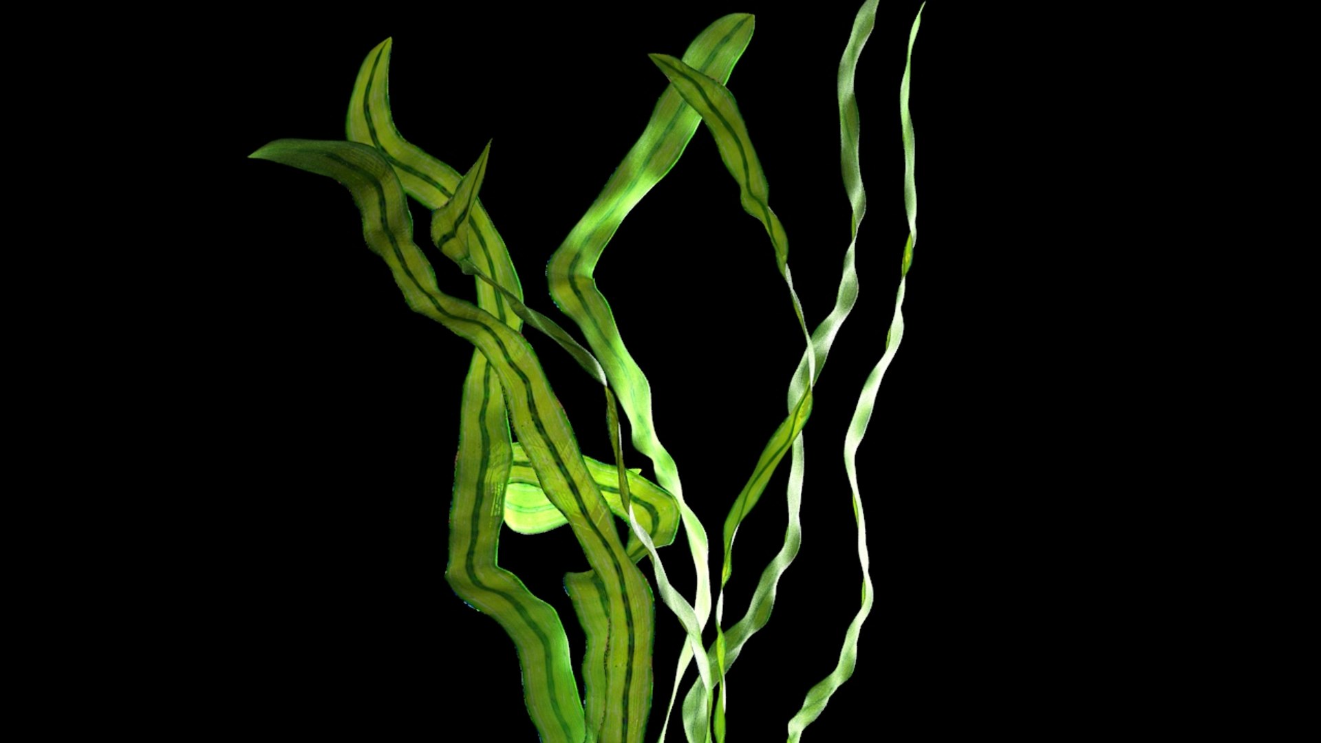 перидиниевые водоросли. грациллярия водоросль. зостера водоросль. водоросль 9. посидония водоросль.