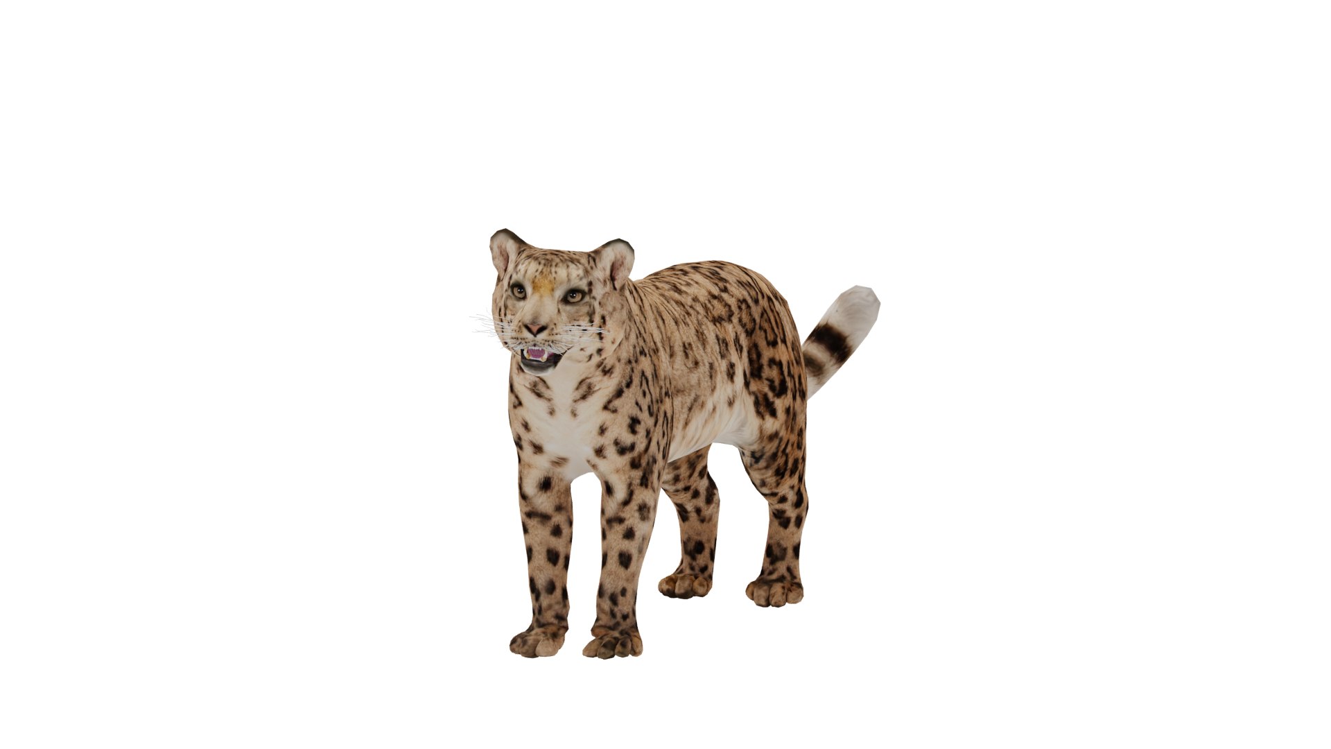 3D Snow Leopard Wild Cat Model - TurboSquid 2445294