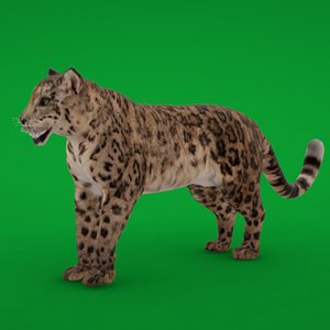 Snow Leopard Wild Cat