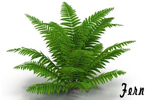 3d model fern bush
