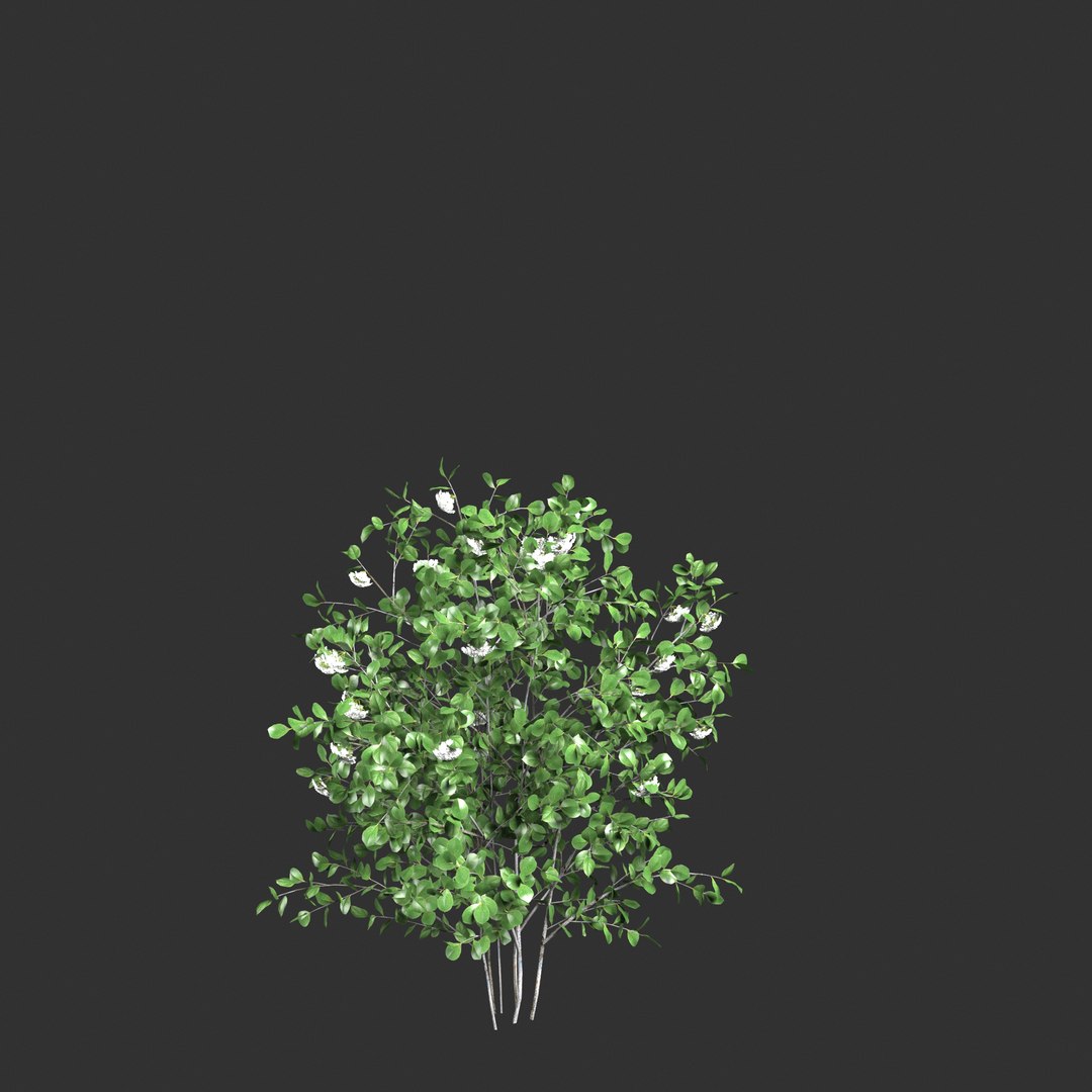 3D black chokeberry set 2 - aronia melanocarpa model https://p.turbosquid.com/ts-thumb/JX/SEV2Cj/QM/aronia_melanocarpa_2a_.rgb_color.0001/jpg/1657184133/1920x1080/fit_q87/77e1030c72d1bc12f5e680449c854981ee78f801/aronia_melanocarpa_2a_.rgb_color.0001.jpg