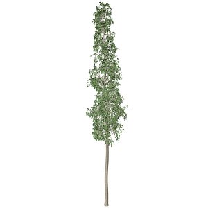 European Aspen Tree - 07 - model