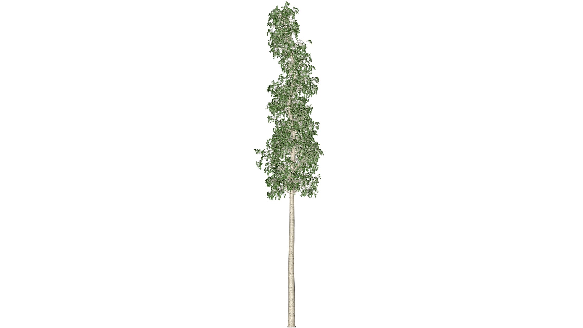 European Aspen Tree - 07 - model https://p.turbosquid.com/ts-thumb/JX/WTsQbj/ak/ea_7/png/1742111426/1920x1080/fit_q87/e16433169ccb612a78863bec6f32943e8c35ca91/ea_7.jpg