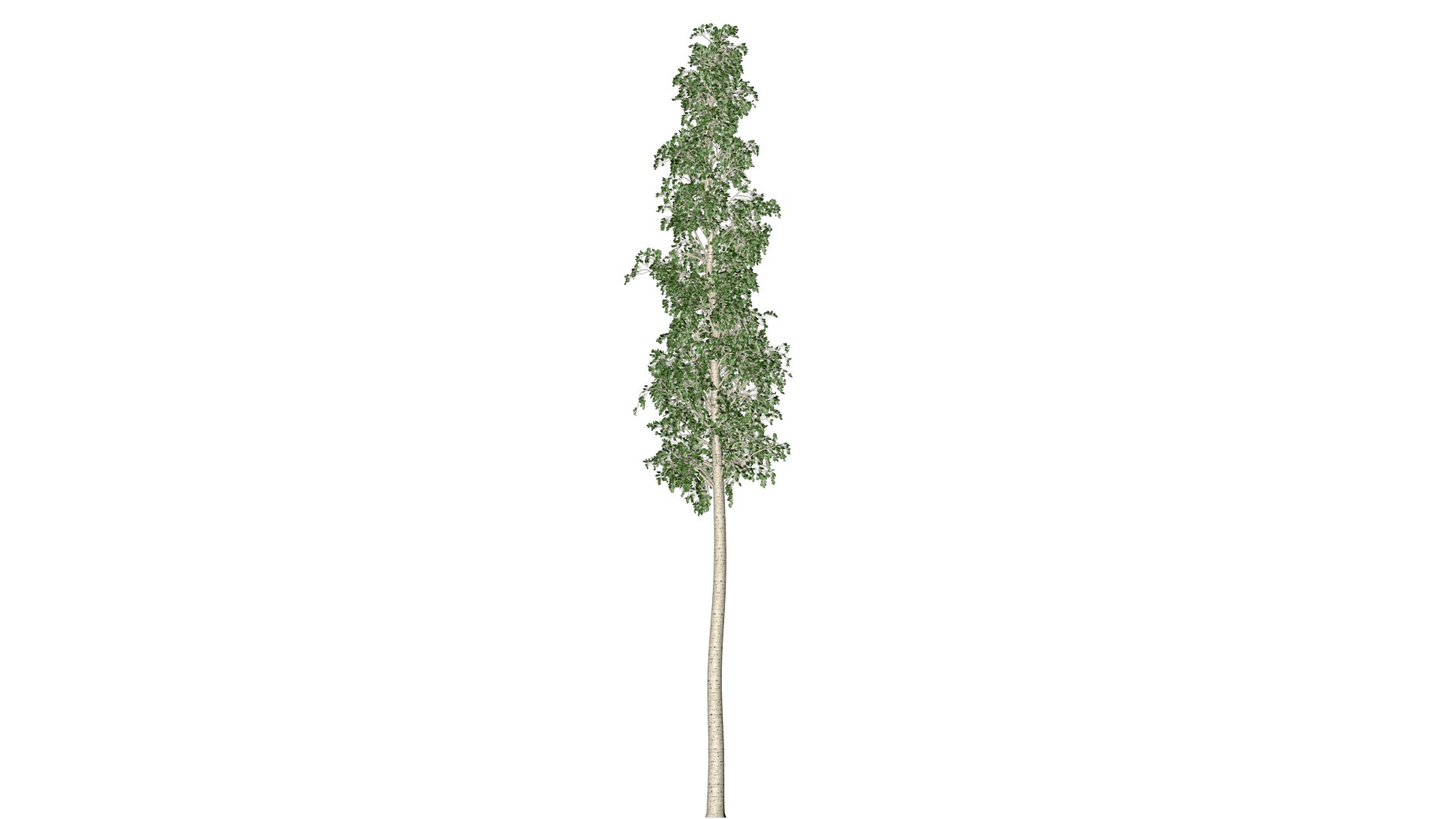 European Aspen Tree - 07 - model https://p.turbosquid.com/ts-thumb/JX/WTsQbj/jA/ea_71/png/1742111427/1920x1080/fit_q87/ac5a1d5d65b8b982f0a488cfcc90beb12bd7e0c7/ea_71.jpg