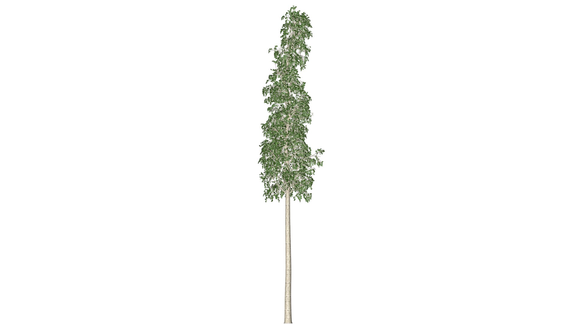 European Aspen Tree - 07 - model https://p.turbosquid.com/ts-thumb/JX/WTsQbj/jo/ea_72/png/1742111427/1920x1080/fit_q87/b844c359eb1abb4cada79bbf458476e33a8408c9/ea_72.jpg