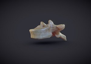 human thoracic vertebra 3D model