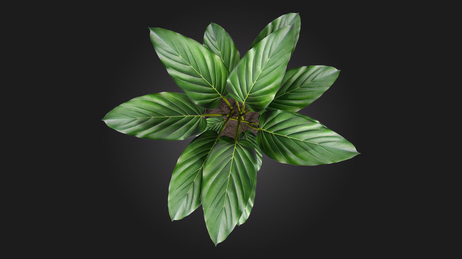 3D Plant model https://p.turbosquid.com/ts-thumb/JX/Zvi3fe/KB/img_5/jpg/1716415411/1920x1080/fit_q87/b20ab8fe8b3199a3d104608c3cd26a5960355497/img_5.jpg