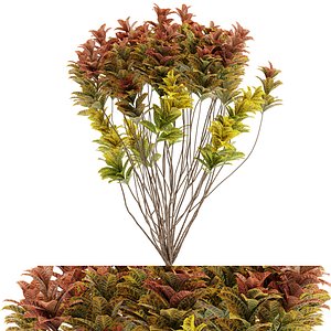 3D Croton plants - 10