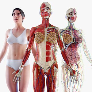 3D Female Full Anatomy Optimized