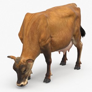 Mini Cow Eating Fur
