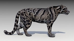 clouded leopard 3D