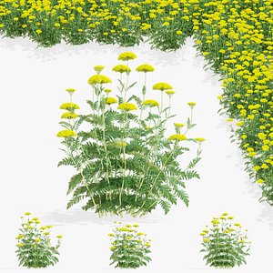 Achillea filipendulina flower