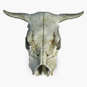 cow skull 3d model
