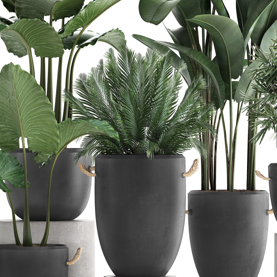 3D plants exotic palm potted model https://p.turbosquid.com/ts-thumb/JY/Hbq7AE/0omQExUo/plant2511201901/jpg/1574774270/1920x1080/fit_q87/0efbb79ddb3687c57ba9049de8cf06978f449e29/plant2511201901.jpg