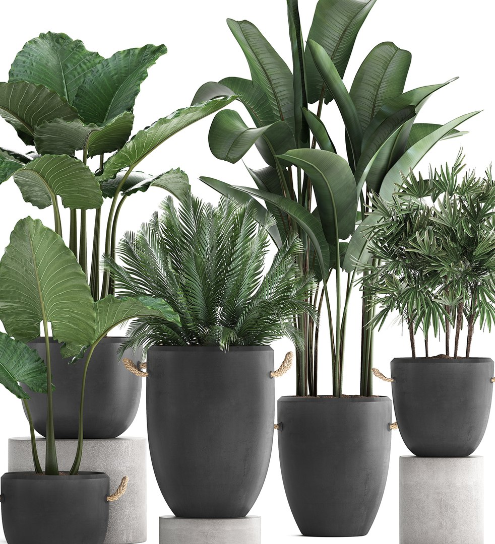 3D plants exotic palm potted model https://p.turbosquid.com/ts-thumb/JY/Hbq7AE/HmyVrAfx/plant2511201903/jpg/1574774270/1920x1080/fit_q87/273b1617e358d748121d47af3860e94b30b81a82/plant2511201903.jpg