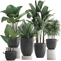 Collection of exotic palm trees in concrete pots 415