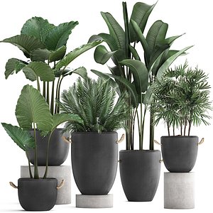 Collection of exotic palm trees in concrete pots 415
