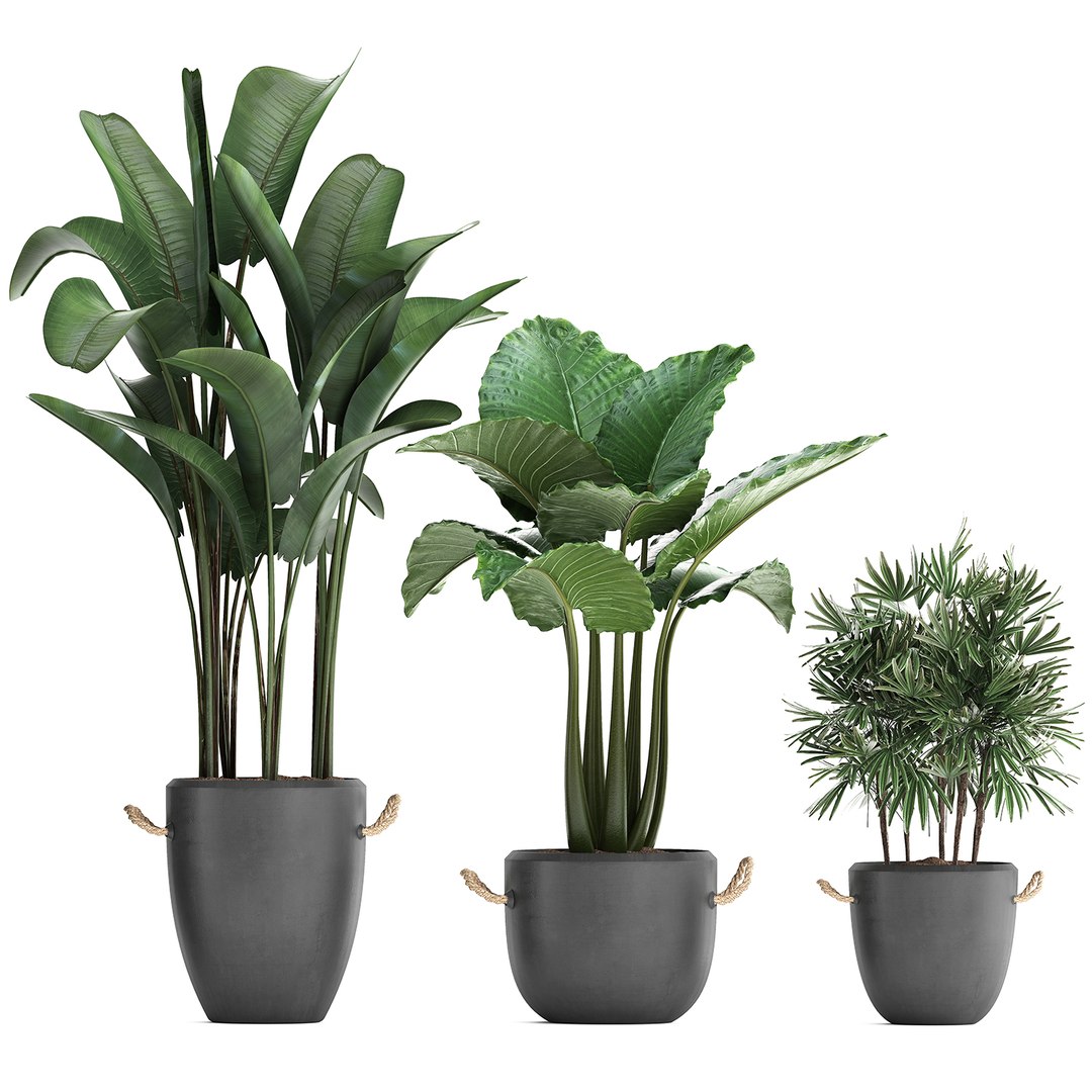 3D plants exotic palm potted model https://p.turbosquid.com/ts-thumb/JY/Hbq7AE/KpTKNxOW/plant2511201905/jpg/1574774270/1920x1080/fit_q87/6535a1f580dc428a91f61329e118ba924f18c9a9/plant2511201905.jpg