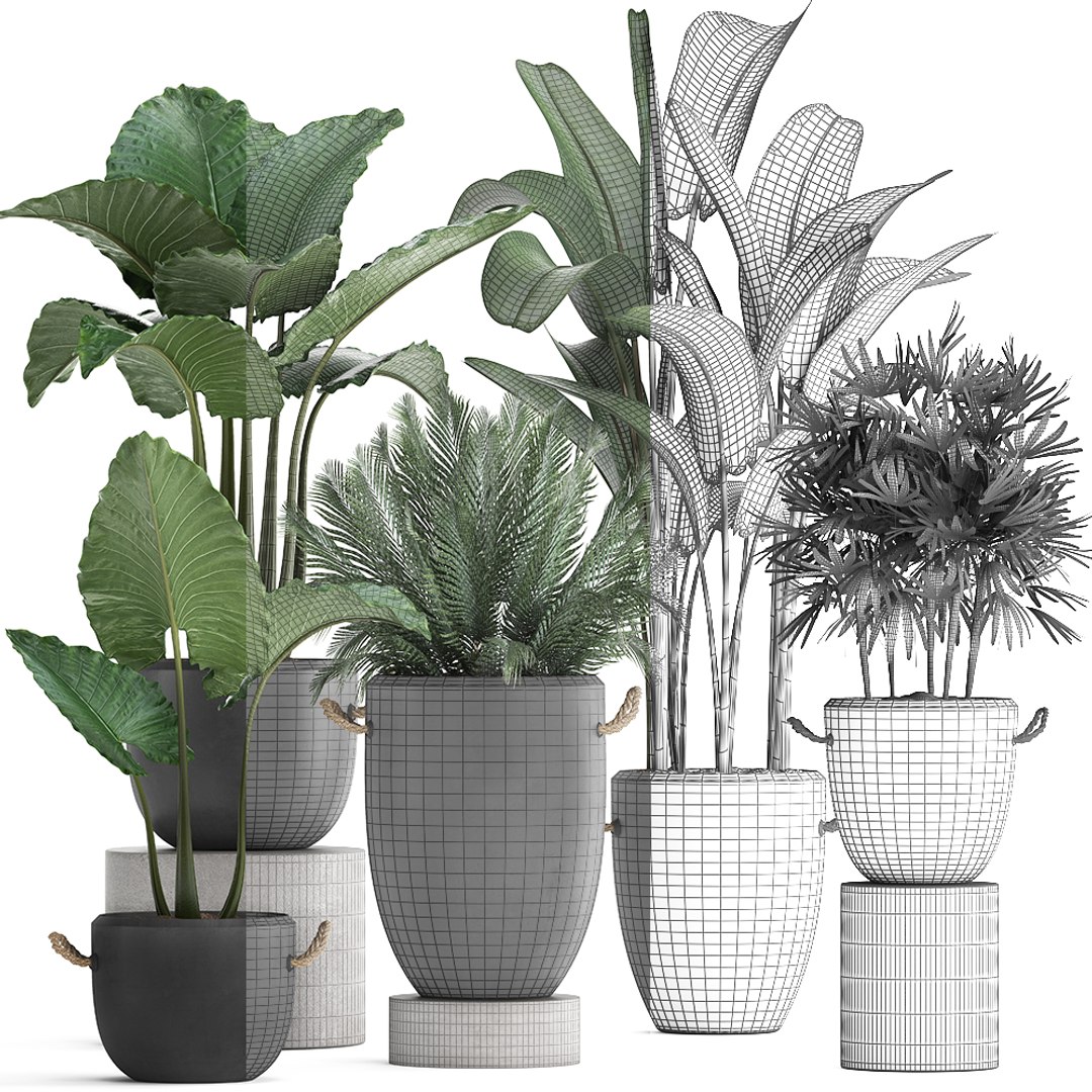 3D plants exotic palm potted model https://p.turbosquid.com/ts-thumb/JY/Hbq7AE/LkScjnMe/plant2511201907/jpg/1574774270/1920x1080/fit_q87/58e414261b1267b51487867b620d55829f007f81/plant2511201907.jpg