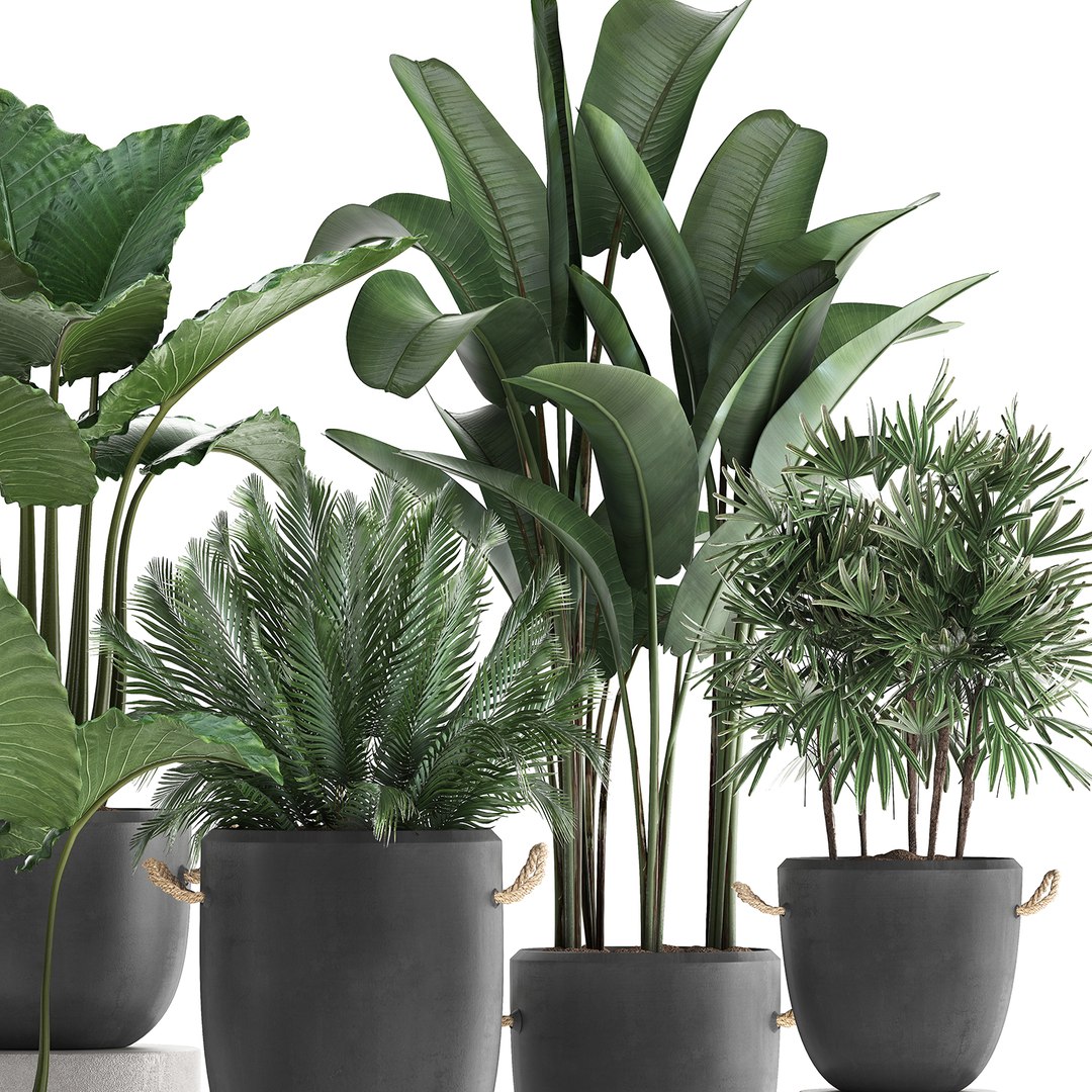 3D plants exotic palm potted model https://p.turbosquid.com/ts-thumb/JY/Hbq7AE/WlRVANES/plant2511201902/jpg/1574774270/1920x1080/fit_q87/02256fd01902f4bf2217077ccf9b7a1814f146ae/plant2511201902.jpg