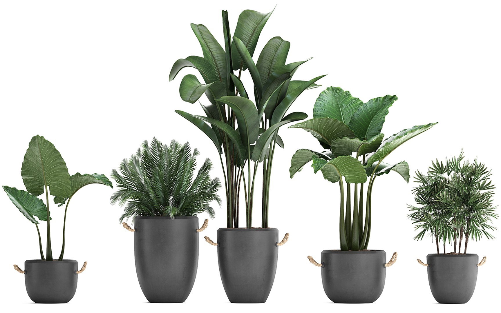 3D plants exotic palm potted model https://p.turbosquid.com/ts-thumb/JY/Hbq7AE/f98fvXcN/plant2511201904/jpg/1574774270/1920x1080/fit_q87/a2c75645add87792fb74d606b01766ef76a01c9e/plant2511201904.jpg
