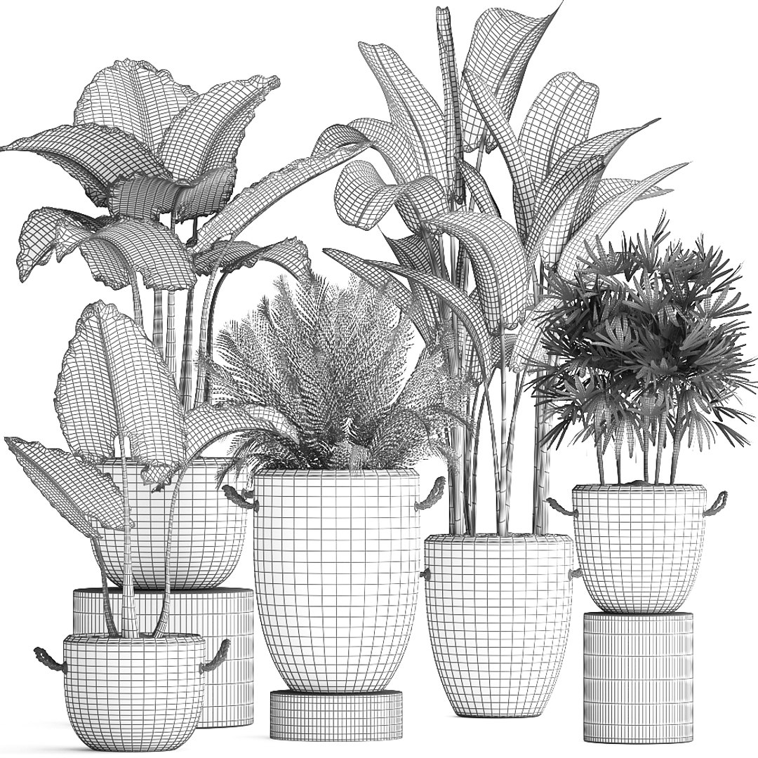 3D plants exotic palm potted model https://p.turbosquid.com/ts-thumb/JY/Hbq7AE/hDftilff/plant2511201909/jpg/1574774270/1920x1080/fit_q87/4a233d65664582ef09b9f33e84b6ad85642617f1/plant2511201909.jpg