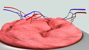 plasenta structure 3d obj