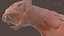 Système osseux et musculaire du Lynx ibérique pour la simulation dynamique