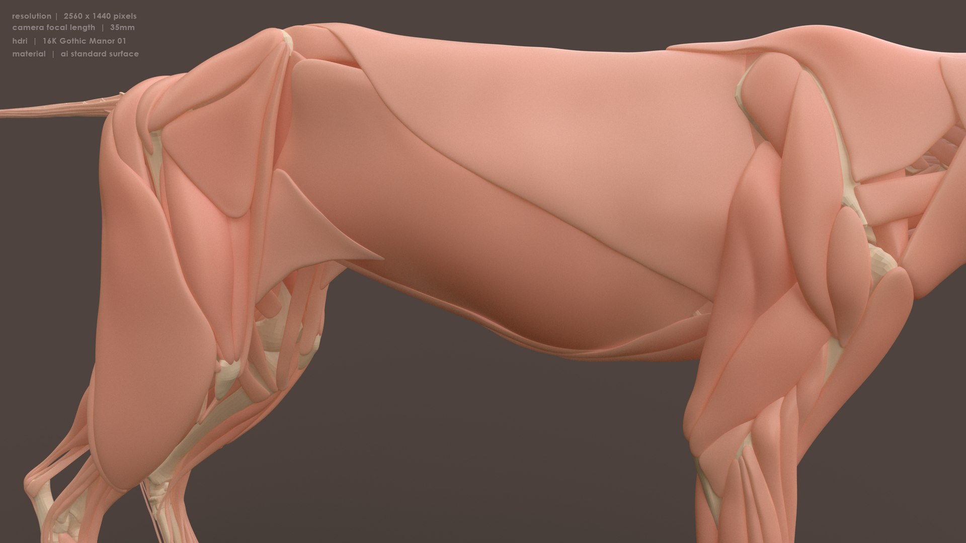 Iberian Lynx Bone and Muscle System for Dynamic simulation model https://p.turbosquid.com/ts-thumb/JY/T0IRmP/6c/muscle_bone_1/jpg/1657186522/1920x1080/fit_q87/9879c807b92a3c47b6eff2d2e5460397b4e3214b/muscle_bone_1.jpg