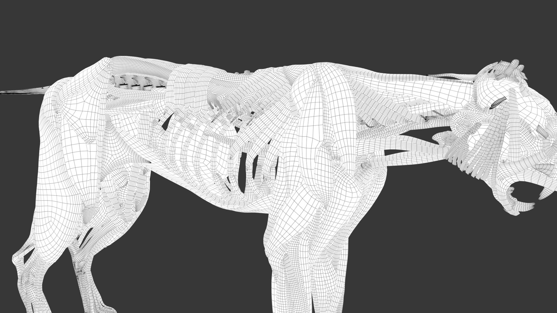 Iberian Lynx Bone and Muscle System for Dynamic simulation model https://p.turbosquid.com/ts-thumb/JY/T0IRmP/BG/wire_54/jpg/1657186578/1920x1080/fit_q87/9677f29d0df2132c79d390762b011a9f3c96b092/wire_54.jpg