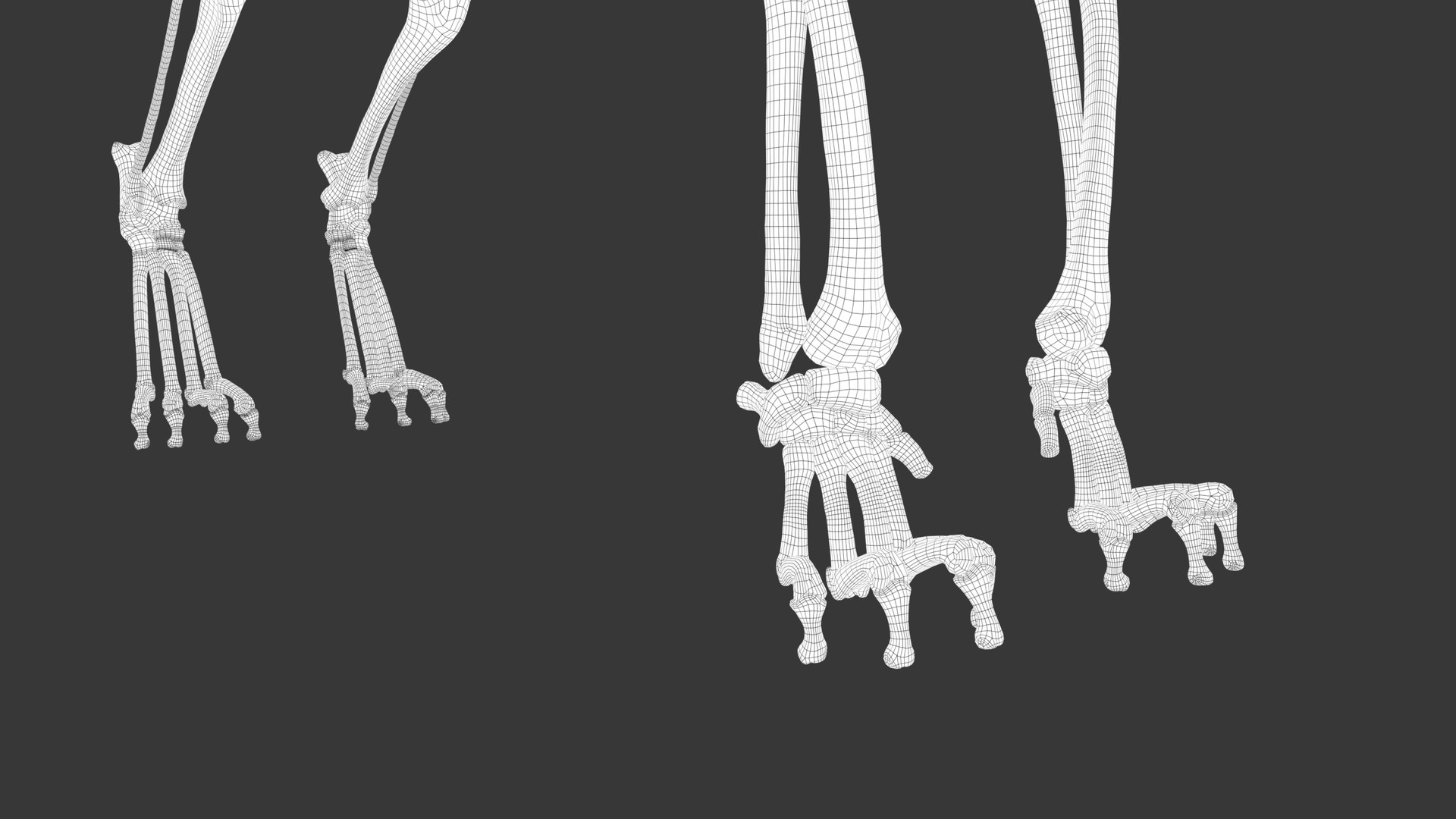 Iberian Lynx Bone and Muscle System for Dynamic simulation model https://p.turbosquid.com/ts-thumb/JY/T0IRmP/HO/wire_62/jpg/1657186584/1920x1080/fit_q87/cf06ea015f114933cc32a3433b98bbcd65120135/wire_62.jpg