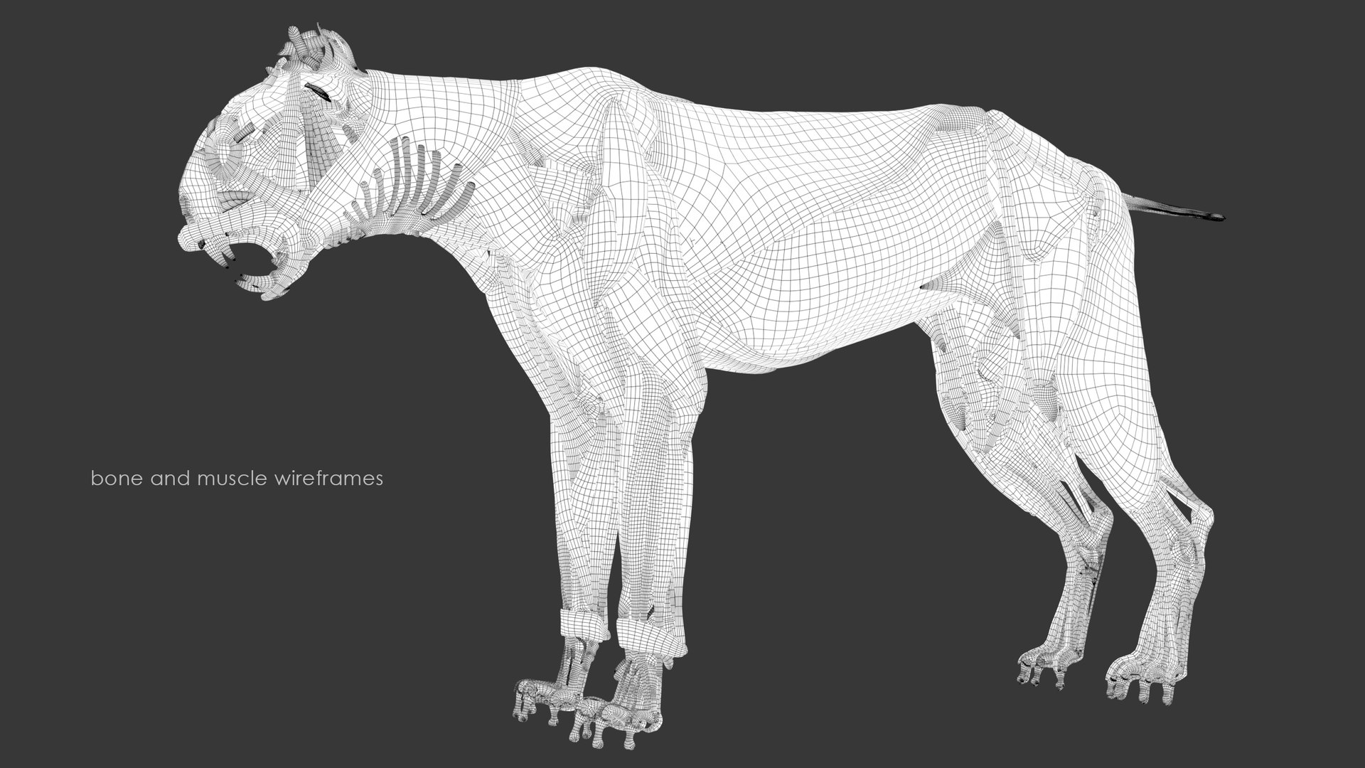 Iberian Lynx Bone and Muscle System for Dynamic simulation model https://p.turbosquid.com/ts-thumb/JY/T0IRmP/IS/wire_44/jpg/1657186569/1920x1080/fit_q87/70aab855cc18dd773970d7360d820d43cbadc89c/wire_44.jpg