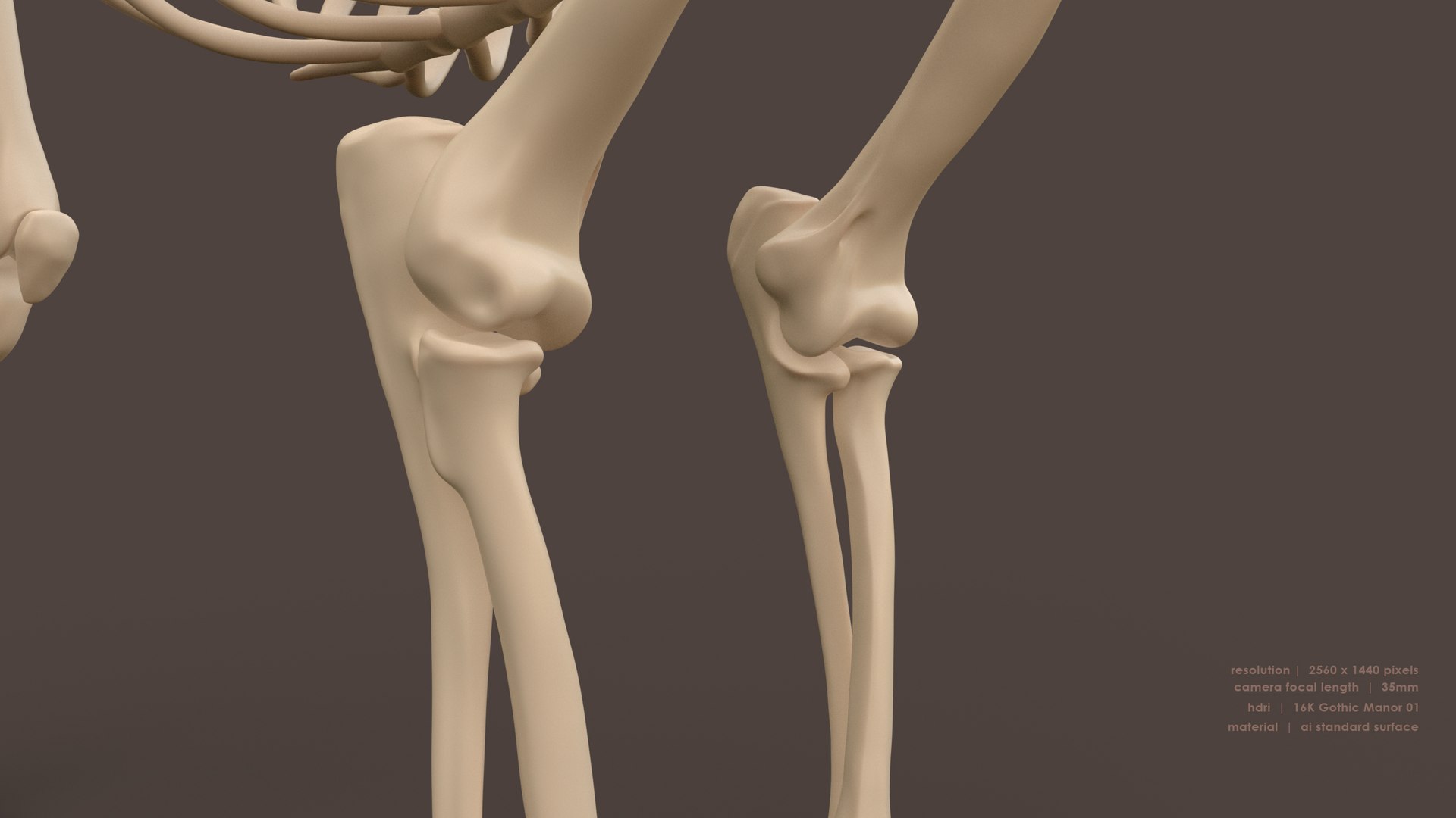 Iberian Lynx Bone and Muscle System for Dynamic simulation model https://p.turbosquid.com/ts-thumb/JY/T0IRmP/KD/muscle_bone_32/jpg/1657186553/1920x1080/fit_q87/2497d7f531cab1dc7f77e4cf8016e5c223944cd3/muscle_bone_32.jpg