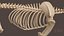 Système osseux et musculaire du Lynx ibérique pour la simulation dynamique