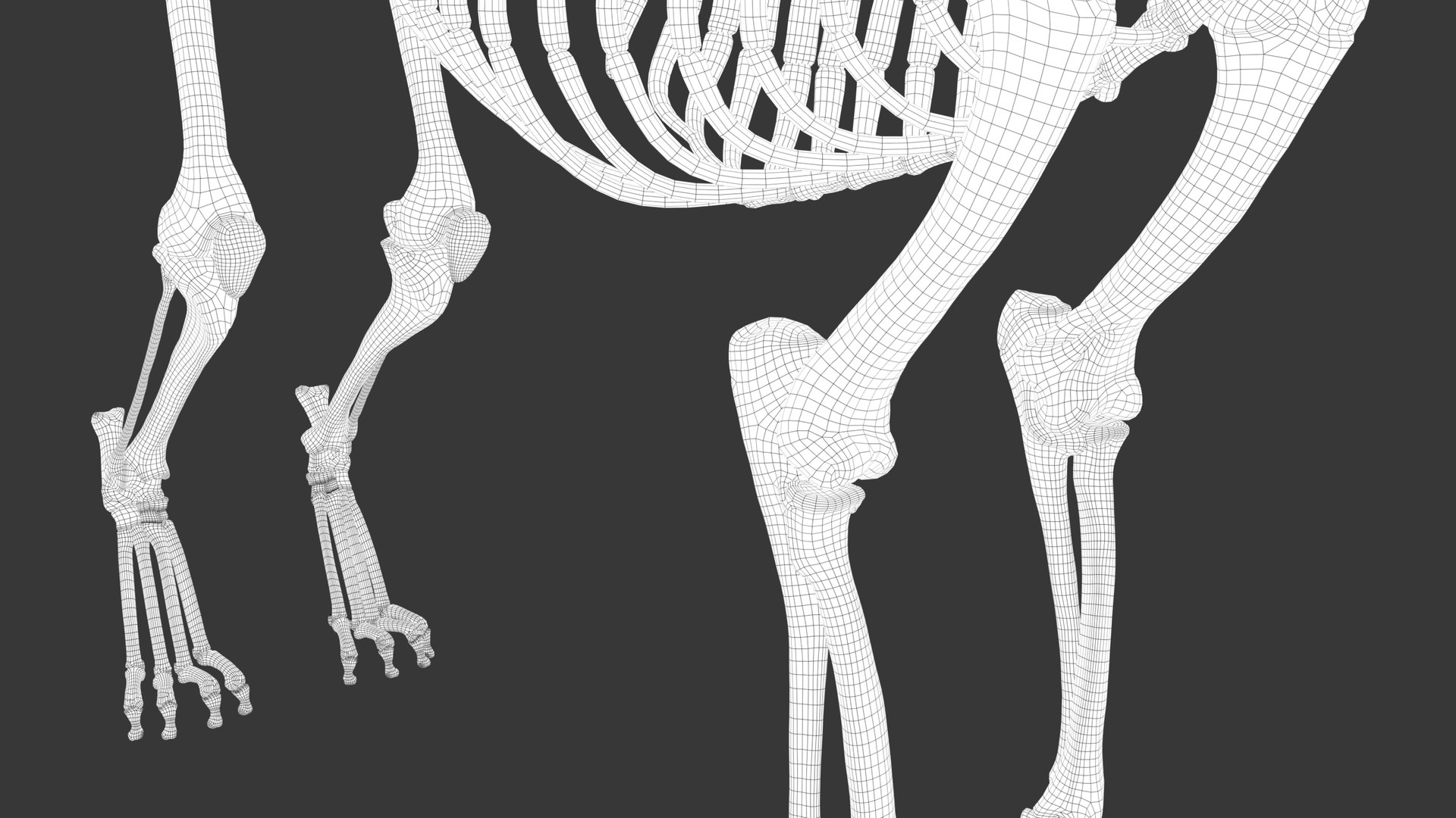 Iberian Lynx Bone and Muscle System for Dynamic simulation model https://p.turbosquid.com/ts-thumb/JY/T0IRmP/S3/wire_61/jpg/1657186583/1920x1080/fit_q87/ac577dc3ecb6c6ce629d2a3daf69d3f7b4e36715/wire_61.jpg