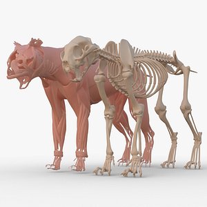 Iberian Lynx Bone and Muscle System for Dynamic simulation model