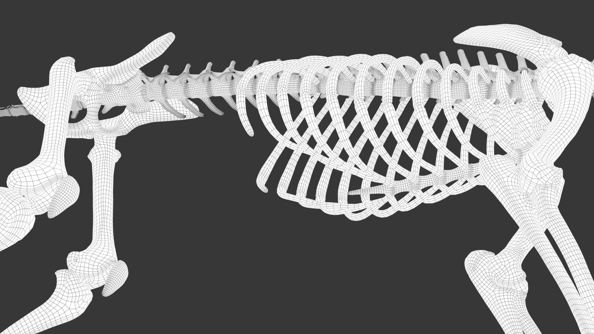 Iberian Lynx Bone and Muscle System for Dynamic simulation model https://p.turbosquid.com/ts-thumb/JY/T0IRmP/kO/wire_60/jpg/1657186583/1920x1080/fit_q87/ed8c7ecd75b683faf11fa3d4e7be38ff016ed9e7/wire_60.jpg