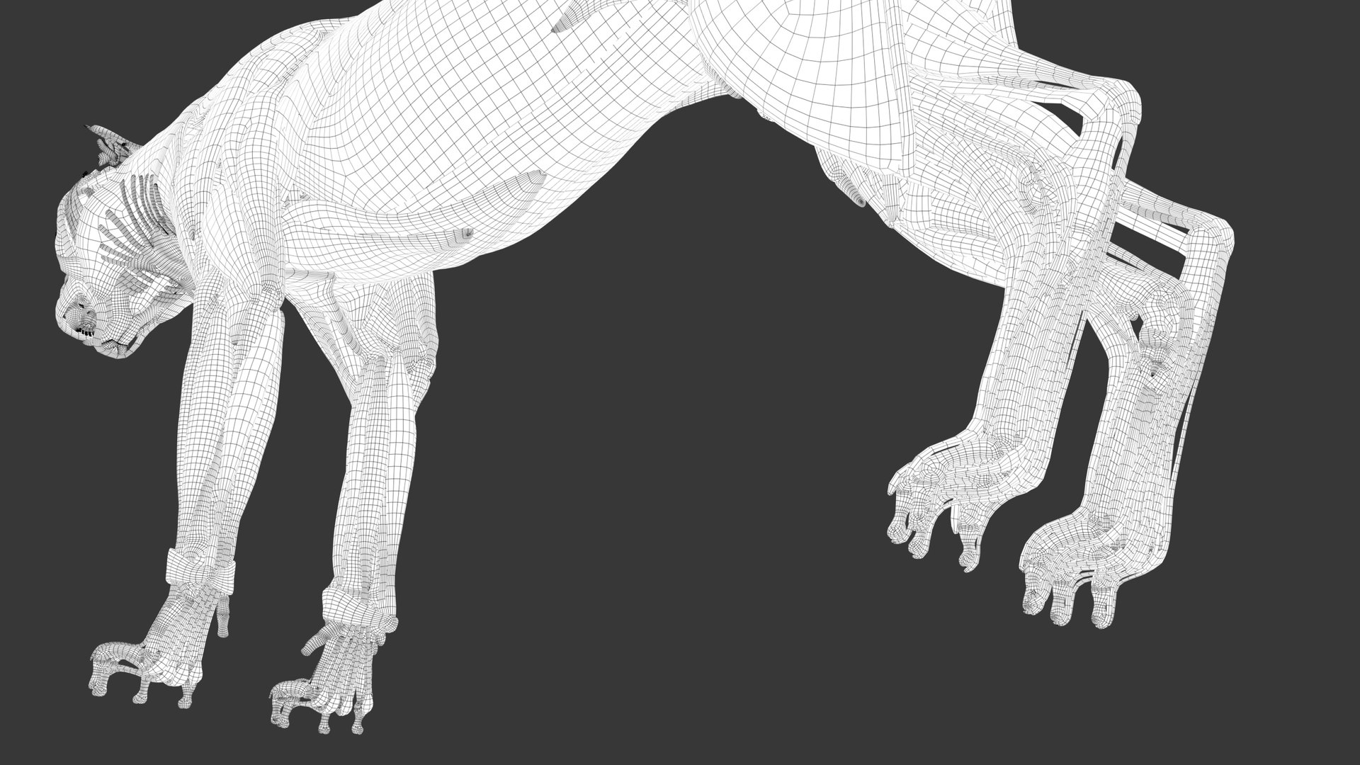 Iberian Lynx Bone and Muscle System for Dynamic simulation model https://p.turbosquid.com/ts-thumb/JY/T0IRmP/oE/wire_50/jpg/1657186574/1920x1080/fit_q87/d18698ee30a0b3eb9149c262c2c93106c1d08276/wire_50.jpg