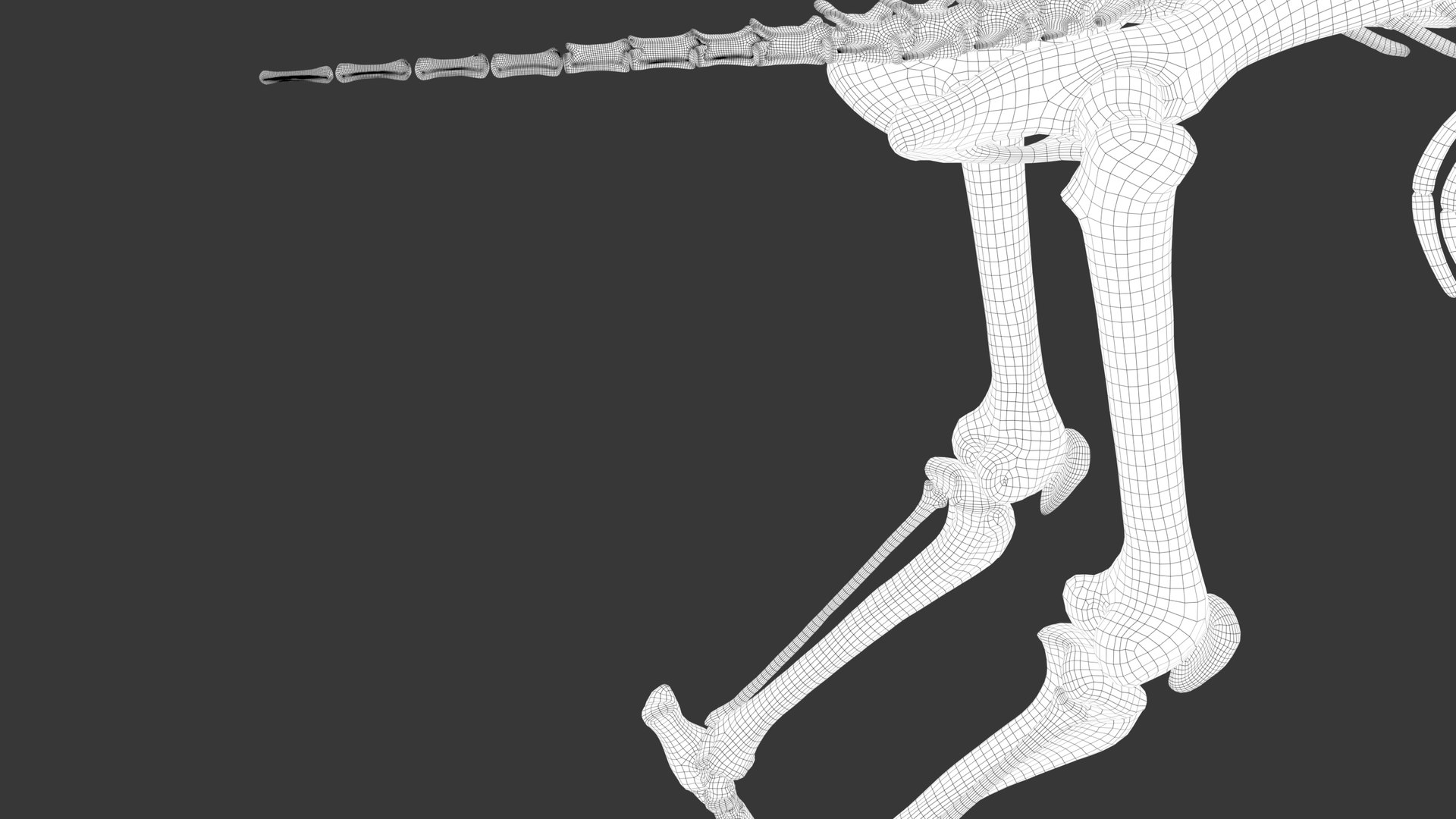 Iberian Lynx Bone and Muscle System for Dynamic simulation model https://p.turbosquid.com/ts-thumb/JY/T0IRmP/oG/wire_58/jpg/1657186581/1920x1080/fit_q87/10b7d01a5c2481a75999e3ef6bbaf7f73f6733b6/wire_58.jpg