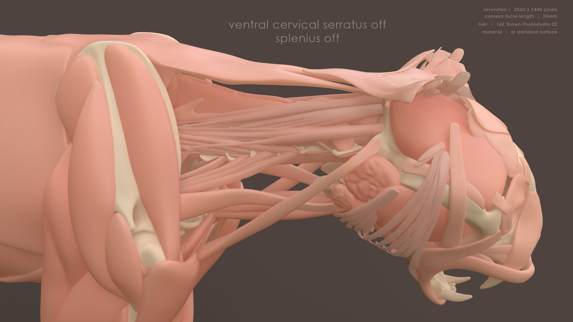 Iberian Lynx Bone and Muscle System for Dynamic simulation model https://p.turbosquid.com/ts-thumb/JY/T0IRmP/uO/muscle_bone_21/jpg/1657304207/1920x1080/fit_q87/e105b7a691844ee5a44cec01aae59570bf790e6a/muscle_bone_21.jpg