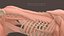 Système osseux et musculaire du Lynx ibérique pour la simulation dynamique