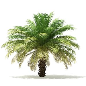 date palm tree 4m 3D model