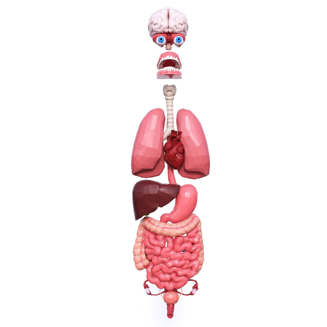 3D Internal Organs - TurboSquid 1258892